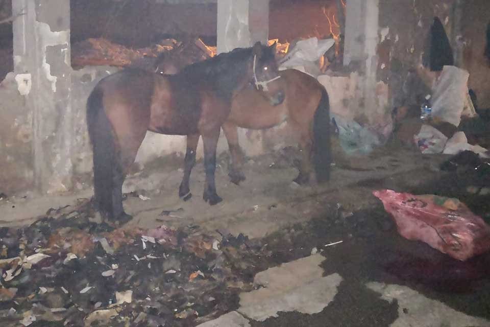Konak&rsquo;ta ka&ccedil;ak kesim ihbarı &uuml;zerine Konak Belediyesi Zabıta M&uuml;d&uuml;rl&uuml;ğ&uuml;, Konak