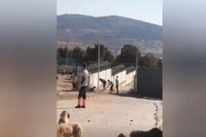 Konya B&uuml;y&uuml;kşehir Belediyesi&rsquo;ne ait hayvan barınağında bir g&ouml;revlinin elindeki k&uuml;rekle