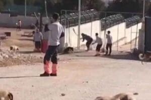 Konya Belediyesi'ne ait Sahipsiz Hayvan Bakımevi ve Rehabilitasyon Merkezi'nde hayvanlara