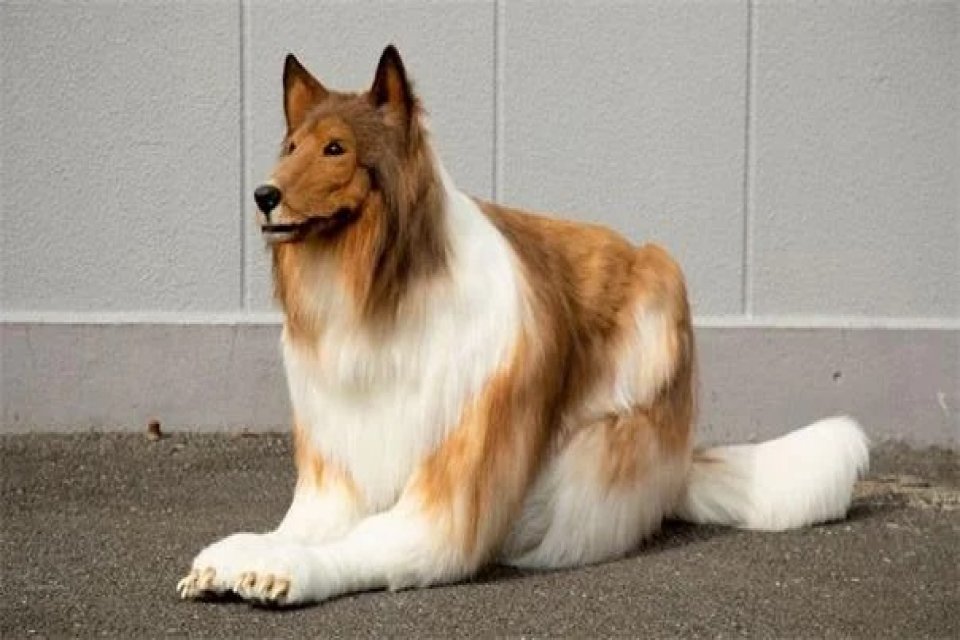 Japonya&rsquo;da bir adam k&ouml;peğe benzemek i&ccedil;in 2 milyon yen harcadı.