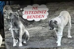 Manisa'nın Sarıg&ouml;l il&ccedil;esinde, sahiplendiği 2 sokak k&ouml;peğinden biri zehirlenerek &ouml;ld&uuml;r&uuml;len