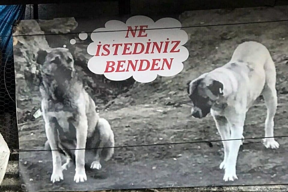 Manisa'nın Sarıg&ouml;l il&ccedil;esinde, sahiplendiği 2 sokak k&ouml;peğinden biri zehirlenerek &ouml;ld&uuml;r&uuml;len