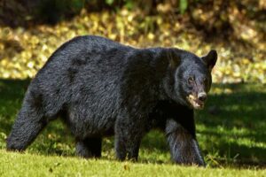 ABD'nin Colorado eyaletinde yaşanan olay duyanların adeta kanını dondurdu. Yetkililer
