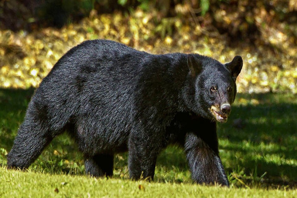 ABD'nin Colorado eyaletinde yaşanan olay duyanların adeta kanını dondurdu. Yetkililer