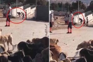 Konya'da hayvan bakımevinde bir k&ouml;peğin k&uuml;rekle &ouml;ld&uuml;r&uuml;lmesiyle ilgili davada, iki
