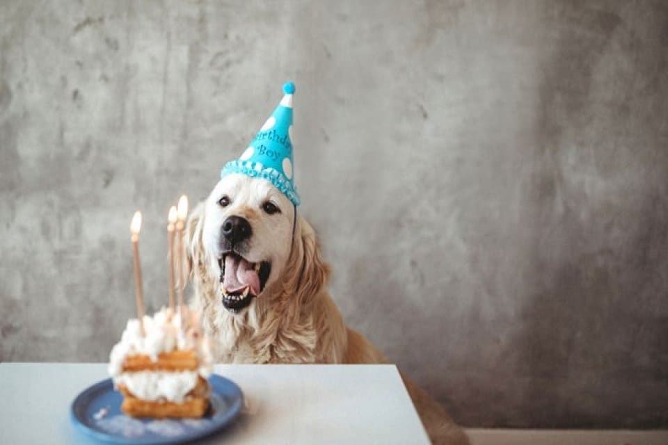 Araştırmacılar, bir k&ouml;pek yılının yedi insan yılına eşit olduğu yargısının