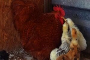 Bursa&rsquo;daki bir &ccedil;iftlikte k&ouml;pekler tarafından &ouml;ld&uuml;r&uuml;len tavuğun civcivleriyle horoz ilgileniyor.