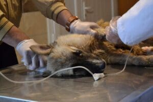 Manisa'da 19 Nisan'da zehirlenen 22 k&ouml;pekten 17'sinin &ouml;lmesine ilişkin b&ouml;lgede