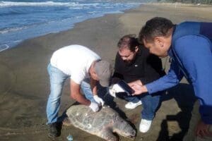 Aydın'ın Kuşadası il&ccedil;esinde, 4 g&uuml;nde 3 deniz kaplumbağası, &ouml;l&uuml; bulundu.