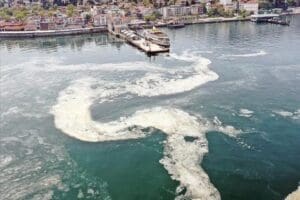 İstanbul &Uuml;niversitesi Fen Fak&uuml;ltesi Biyoloji B&ouml;l&uuml;m&uuml; &ouml;ğretim &Uuml;yesi Do&ccedil;. Dr.