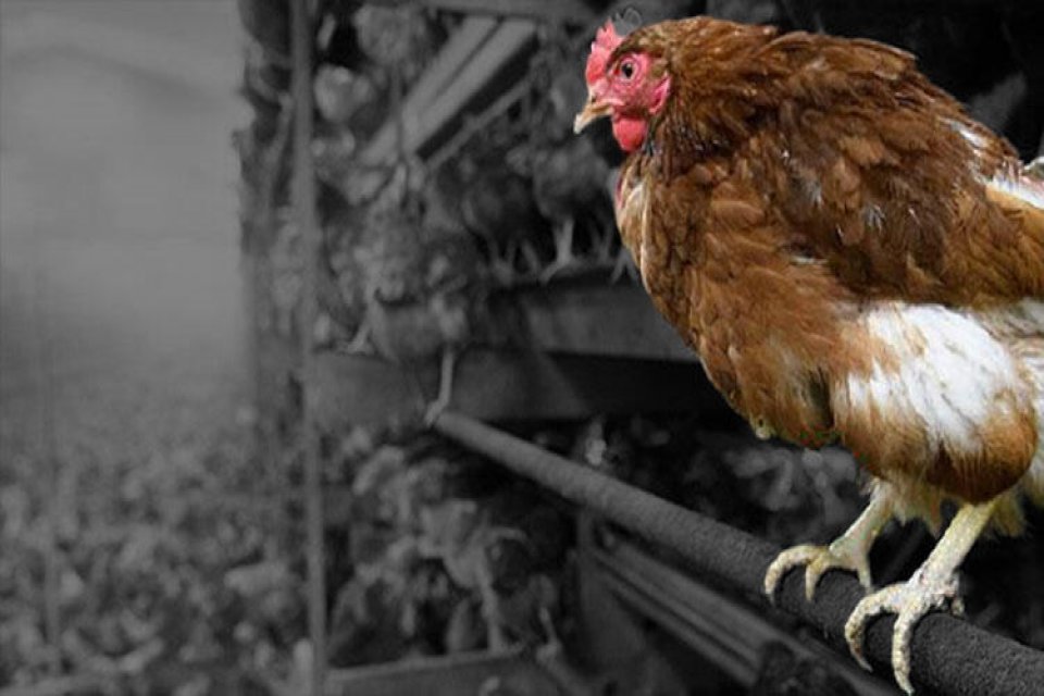 Rusya İnsan Sağlığı ve Tüketici Haklarını Koruma Servisi (Rospotrebnadzor) Başkanı