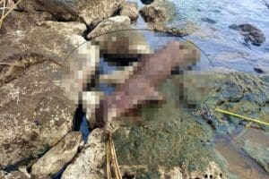 Muğla'nın Fethiye il&ccedil;esinde, d&uuml;nyada nesli t&uuml;kenmekte olan t&uuml;rler arasında g&ouml;sterilen