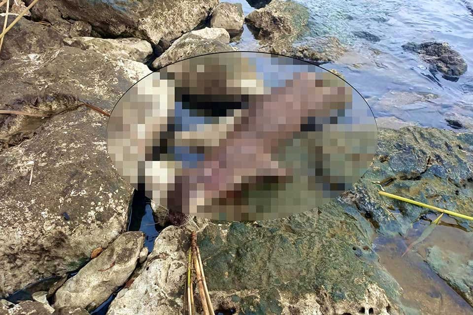 Muğla'nın Fethiye il&ccedil;esinde, d&uuml;nyada nesli t&uuml;kenmekte olan t&uuml;rler arasında g&ouml;sterilen