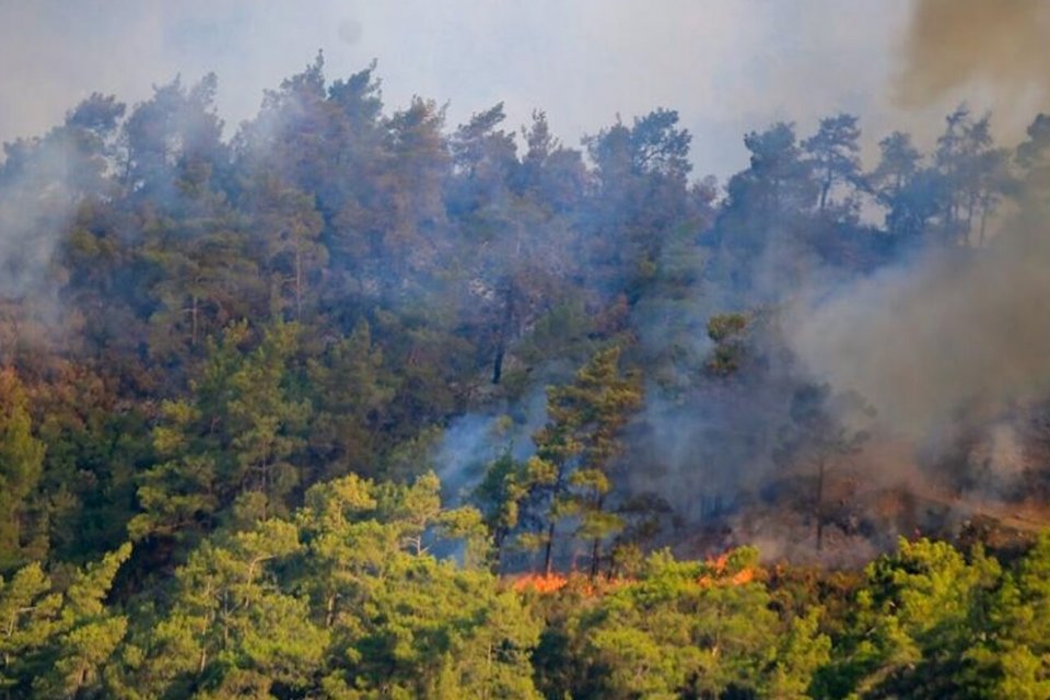 &nbsp; &nbsp; Muğla'nın K&ouml;yceğiz il&ccedil;esinde, kırsal Topalar Mahallesi'nde &ccedil;ıkan orman