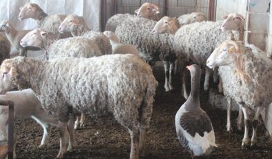 Koyun sürüsünün çobanlığını kaz yapıyor