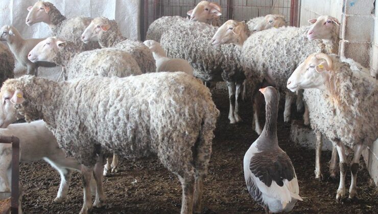 Koyun sürüsünün çobanlığını kaz yapıyor