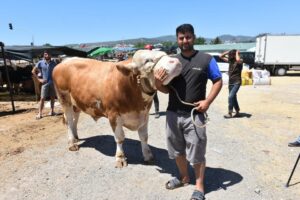 İZMİR'in Gaziemir il&ccedil;esindeki kurban pazarına Adana'dan getirilen 1 ton 250