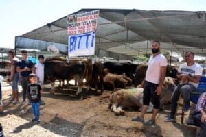 İzmir'de, kurbanlıkların satıldığı hayvan pazarlarında arife g&uuml;n&uuml; hareketlilik arttı. Bayram