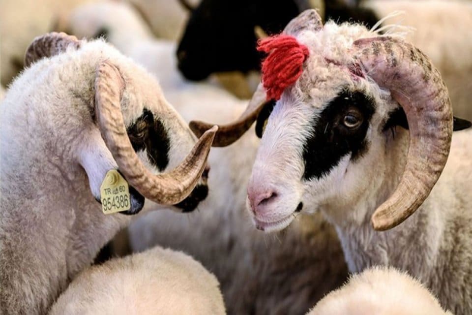 Kurban Bayramı'na kısa bir s&uuml;re kala kurbanlık fiyatları netleşmeye başladı.