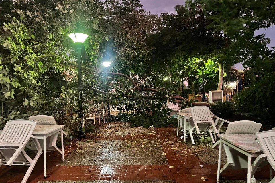 Aydın'ın Nazilli ve Efeler il&ccedil;esinde etkili olan kuvvetli r&uuml;zgar, ağa&ccedil;ları