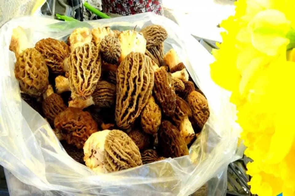 Muğla&rsquo;da Mart-Mayıs aylarında doğal ortamda yetişen kuzug&ouml;beği mantarı kırsal mahallelerdeki