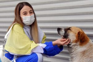 İzmir'in Bornova ilçesinde belli noktalara bırakılan etlerden yiyen sokak hayvanlarının