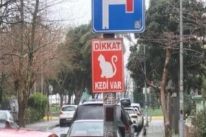 İstanbul, Kadık&ouml;y'de mahalle sakinleri tarafından sokakta beslenen yaklaşık 34 kedi