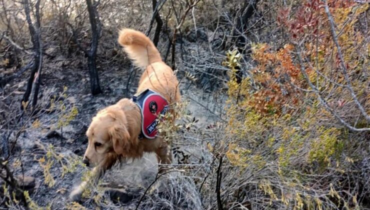 Mamaris orman yangınının başlangıç noktasını 'Kadro' buldu!