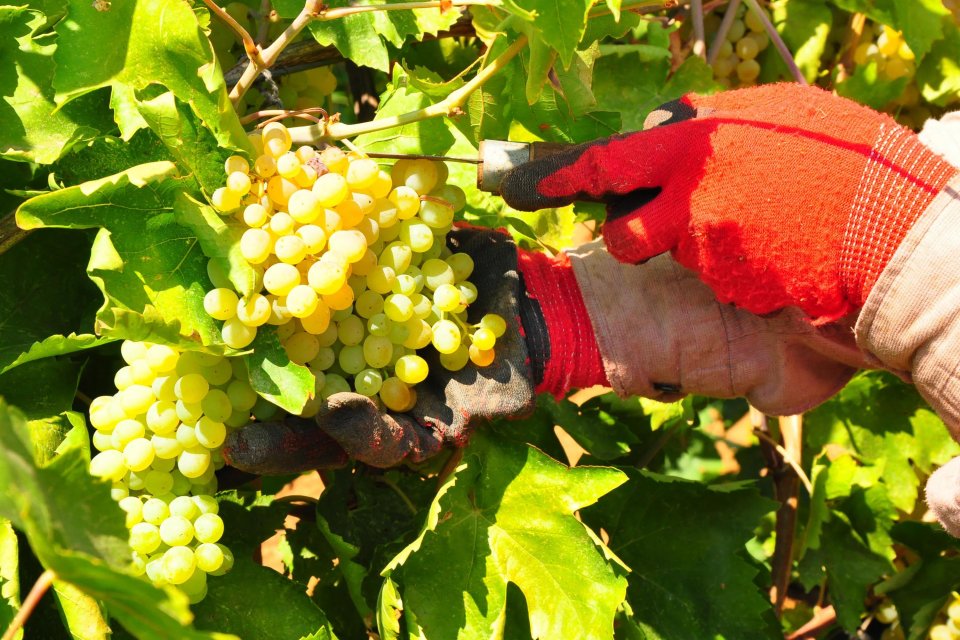 T&Uuml;RKİYE'nin kuru &uuml;z&uuml;m ihracatının y&uuml;zde 90'ını karşılayan Manisa'da, d&uuml;nyaca &uuml;nl&uuml;