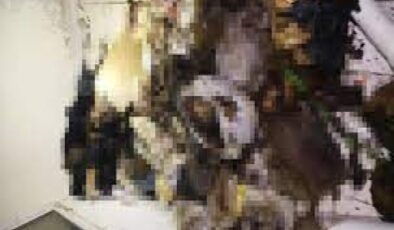 Marmaris'teki bir evde çok sayıda köpek ve kedi ölüsü bulundu