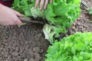 Dikiminden 30 ile 70 g&uuml;n sonrasında hasadı yapılan, sofraların ve