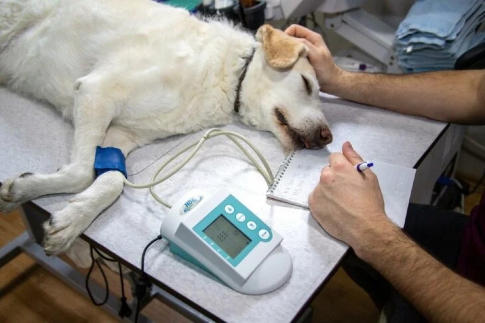 Maymun çiçeği ilk kez köpeklerde görüldü Dünya genelinde aralarında Türkiye'nin de bulunduğu 89 ülkede görülen maymun