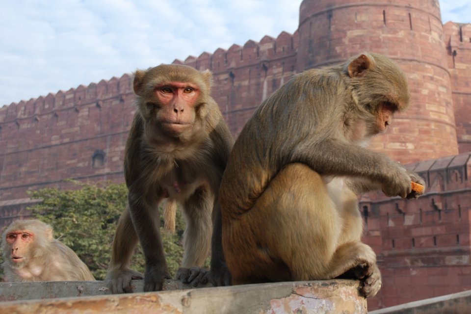 Doğu Afrika &uuml;lkesi Tanzanya&rsquo;da maymunlar tarafından ka&ccedil;ırılan bir aylık bebeğin