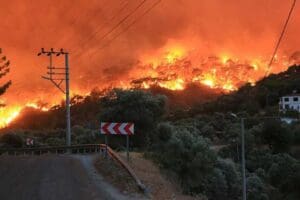 Muğla'nın Milas il&ccedil;esinde yer alan makilik ve zeytinlik alanlarda &ccedil;ıkan