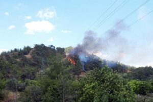 Muğla'nın Dalaman il&ccedil;esi G&uuml;rk&ouml;y Mahallesi'nde kızıl&ccedil;am ağa&ccedil;larıyla kaplı ormanda, saat