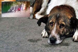 Muğla&rsquo;nın Bodrum il&ccedil;esinde bir kişi, sokak k&ouml;peğini bı&ccedil;aklayarak &ouml;ld&uuml;rd&uuml;. Bitez