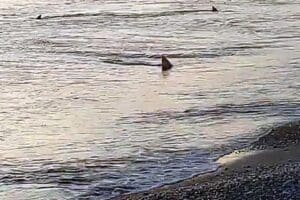 Muğla'nın Ortaca il&ccedil;esinin Sarıgerme Plajı a&ccedil;ıklarında avlanan 6 k&ouml;pek balığı