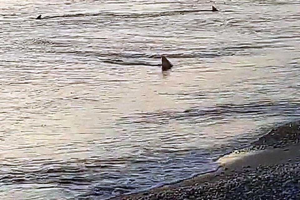 Muğla'nın Ortaca il&ccedil;esinin Sarıgerme Plajı a&ccedil;ıklarında avlanan 6 k&ouml;pek balığı