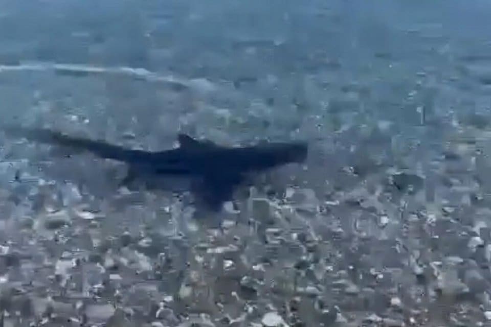 Muğla'nın Milas il&ccedil;esinde kıyıya yakın noktada, 1 metre uzunluğunda kum