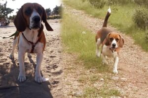 İzmir'de, 2016 yılında yaya geçidinden geçerken 'Beagle' cinsi 'Murphy' isimli