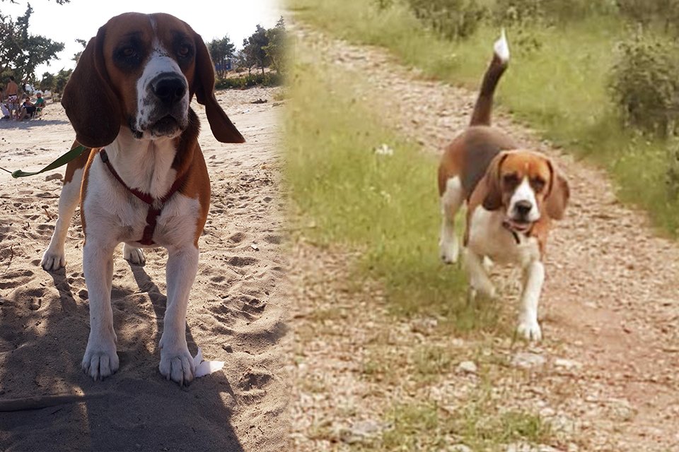 İzmir'de, 2016 yılında yaya geçidinden geçerken 'Beagle' cinsi 'Murphy' isimli