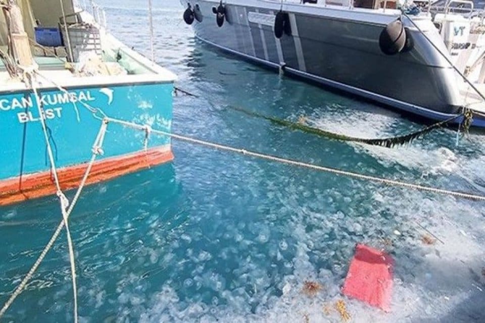 Marmara Denizi m&uuml;silaj felaketiyle boğuşurken İstanbul Boğazı da denizanası istilasına