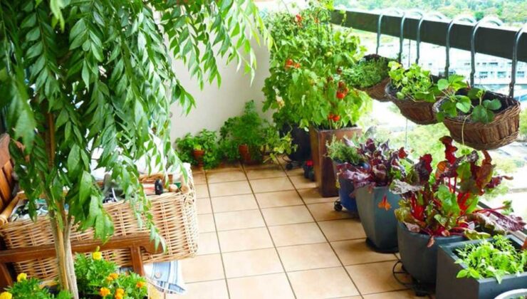 Mutfak ihtiyacına verimli çözüm: Balkon Tarımı