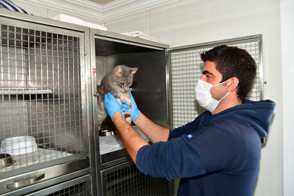 Sokak canlarına yönelik tedavi ve bakım çalışmalarını yürüten Narlıdere Belediyesi