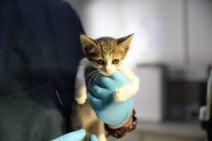 Narlıdere Belediyesi Veteriner İşleri M&uuml;d&uuml;rl&uuml;ğ&uuml;, sokak hayvanlarının daha iyi şartlarda