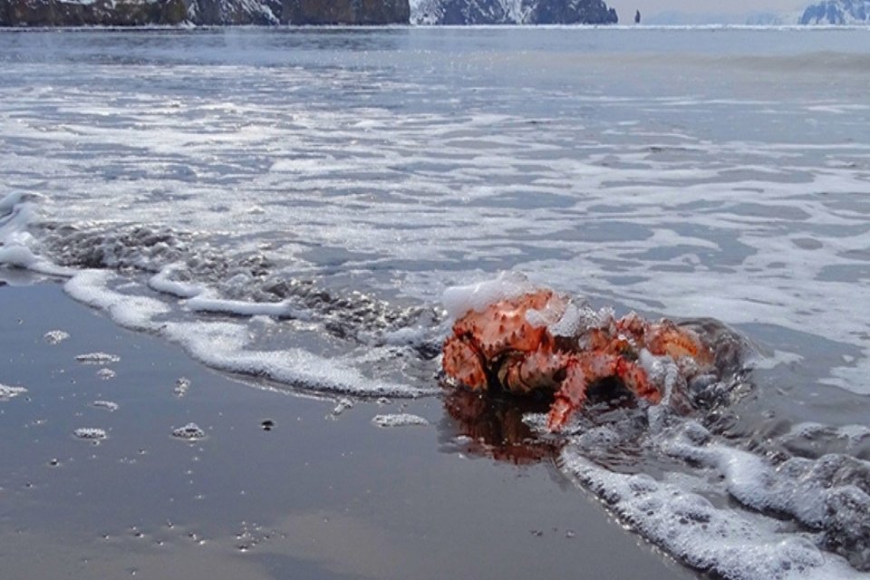 ABD&rsquo;nin Alaska eyaletinde, kabuklu Arktik canlılardan kar yengeci n&uuml;fusunun son