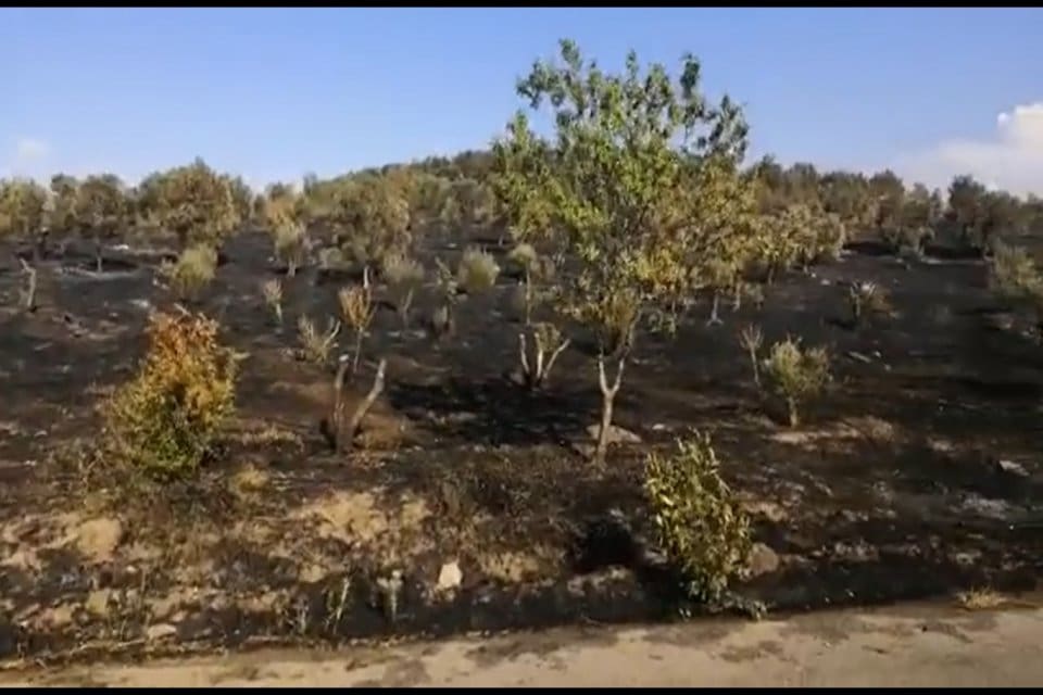 Ali Nesin'in kurucusu olduğu Sel&ccedil;uk Şirince'deki Nesin Matematik K&ouml;y&uuml;'n&uuml;n zeytin