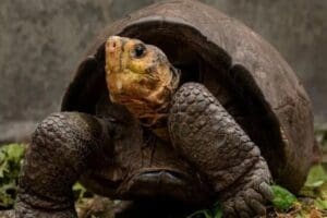 Galapagos adasında nesli t&uuml;kendiği d&uuml;ş&uuml;n&uuml;len bir su kaplumbağası yıllar sonra