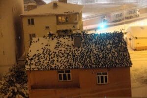 Ardahan'ı ge&ccedil;en g&uuml;nlerde istila eden kargalar, bu kez gece ortaya