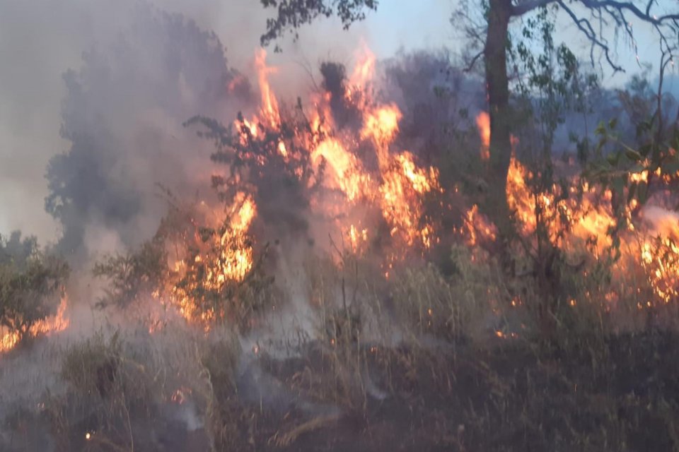 Manisa'nın Turgutlu il&ccedil;esinde &ccedil;ıkan orman yangınında 3 d&ouml;n&uuml;m alan zarar
